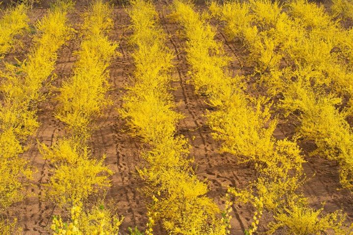 金鐘連翹 金鐘連翹