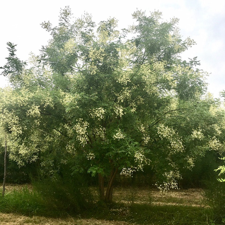 叢生國槐 叢生國槐