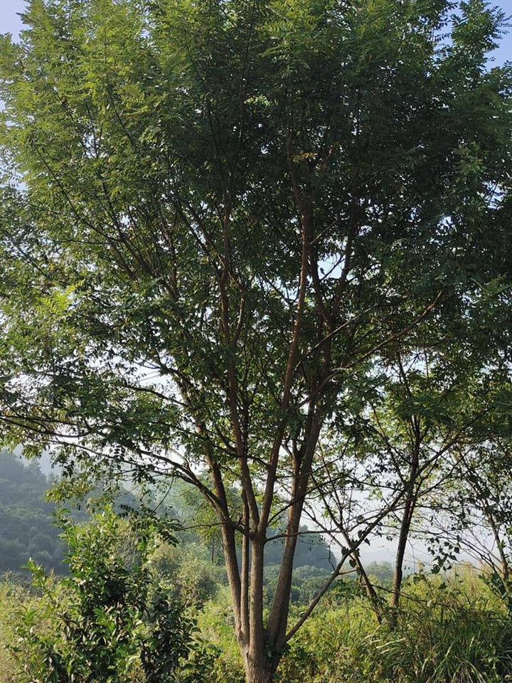 叢生國槐 叢生國槐