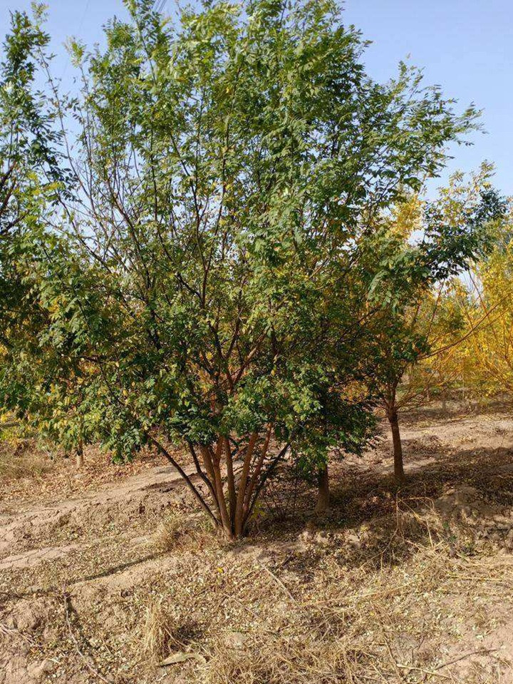 叢生國槐 叢生國槐