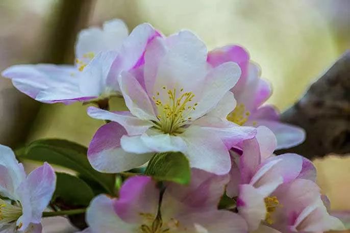 八棱海棠的果實能不能吃,八棱海棠的果實能吃嗎？