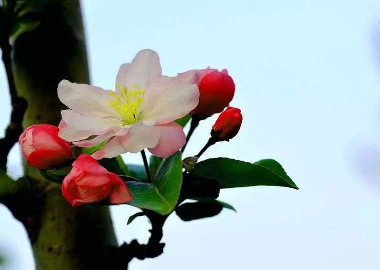 八棱海棠的果實能不能吃,八棱海棠的果實能吃嗎？