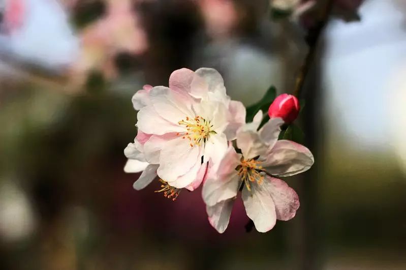 八棱海棠的果實能不能吃,八棱海棠的果實能吃嗎？