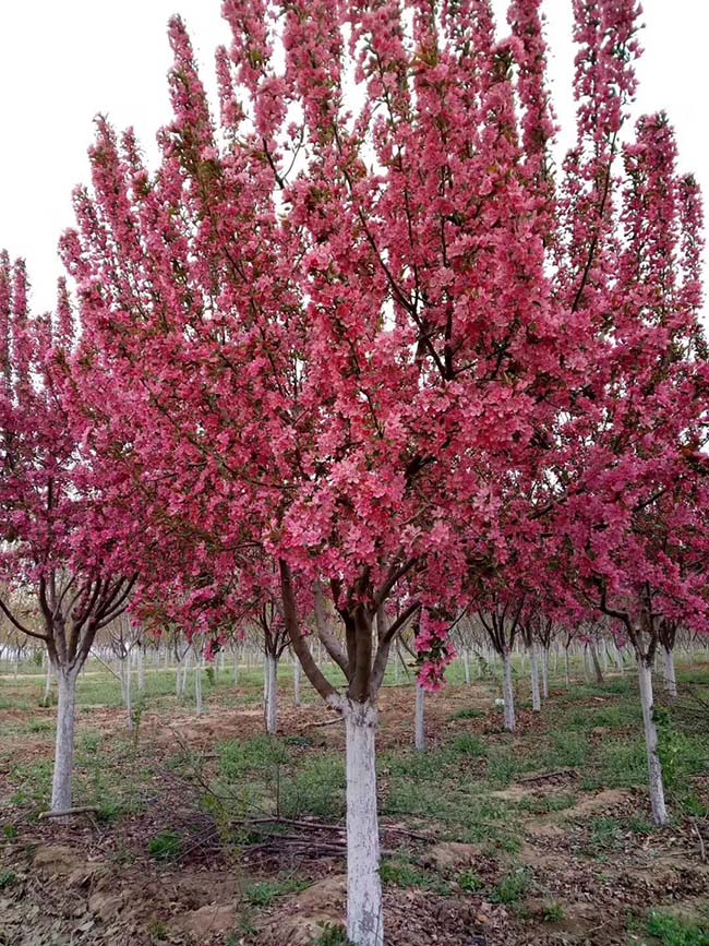 高原之火海棠果實(shí)可以吃嗎
