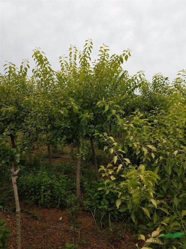 1646956758502729.jpg 1646956758502729.jpg