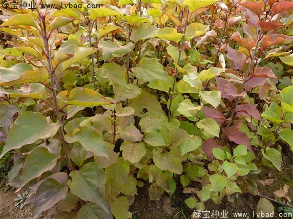 暴馬丁香種子 暴馬丁香種子