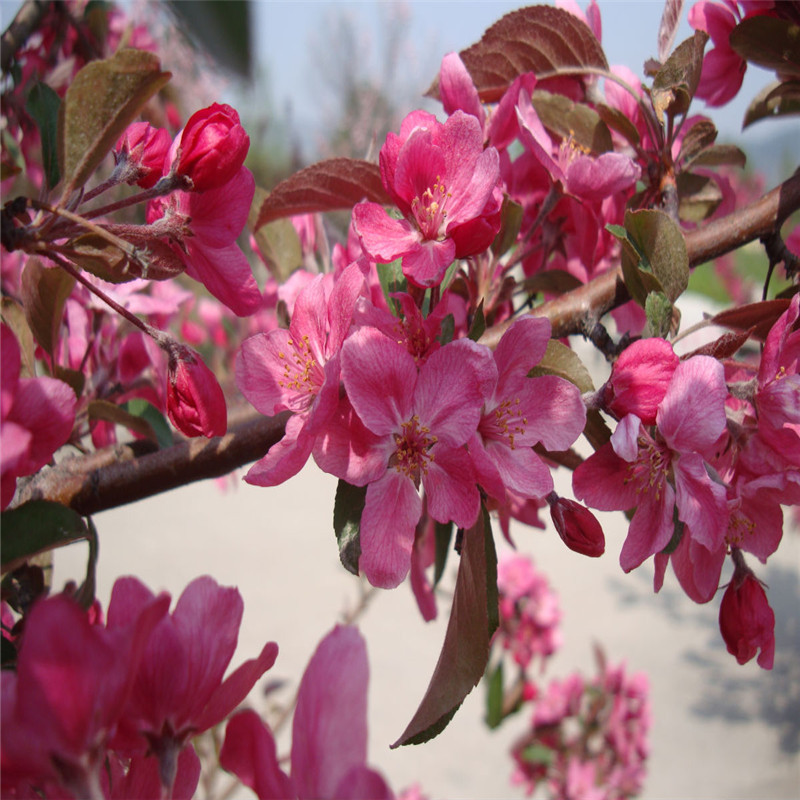 絢麗海棠和八棱海棠的區(qū)別(有什么不同) 絢麗海棠和八棱海棠的區(qū)別(有什么不同)