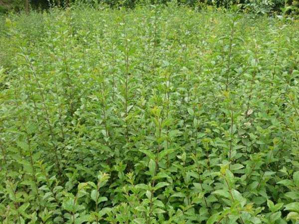 小葉女貞苗價格表 小葉女貞苗價格表