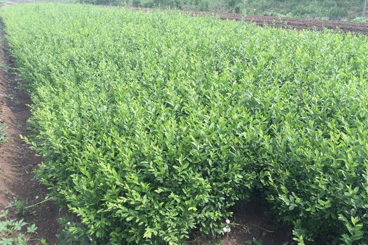 小葉女貞苗什么時候種 小葉女貞苗什么時候種