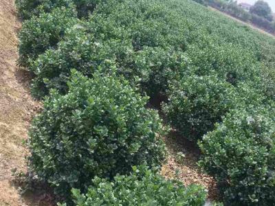 枸骨苗哪里有賣，無刺枸骨苗的產地是哪