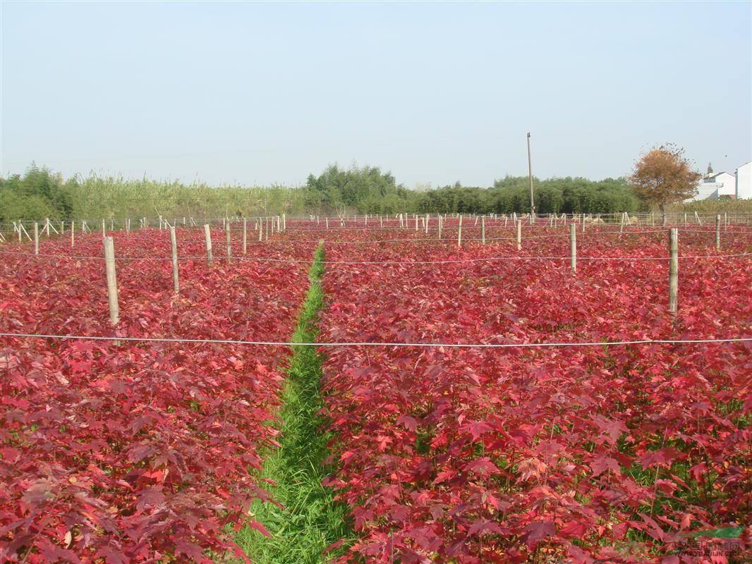 美國紅楓樹小苗多少錢一棵 美國紅楓樹小苗多少錢一棵