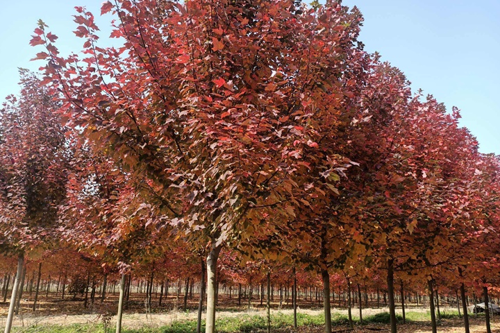 美國紅楓樹的市場價格 美國紅楓樹的市場價格