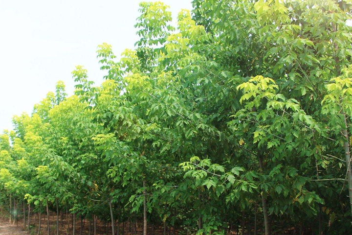 綠葉復葉槭 綠葉復葉槭