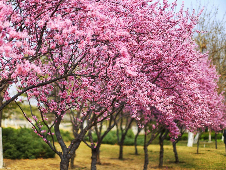 美人梅是喬木還是灌木 美人梅是喬木還是灌木