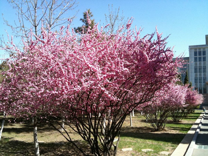 榆葉梅花期多長時間 榆葉梅花期多長時間