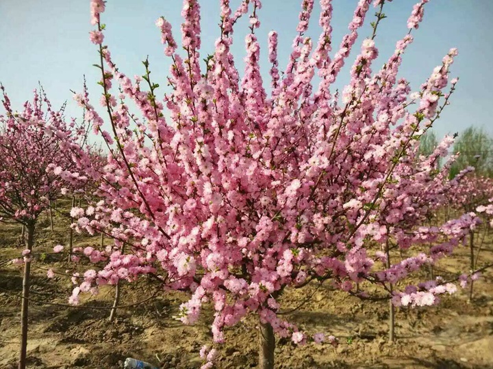 榆葉梅花期多長時間 榆葉梅花期多長時間