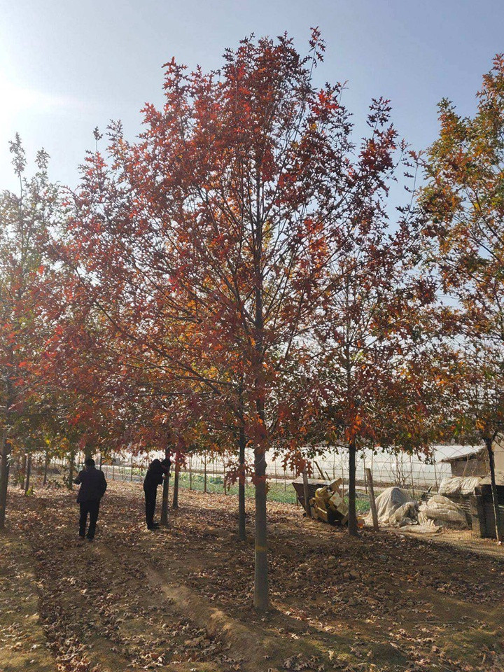 北美紅櫟 北美紅櫟