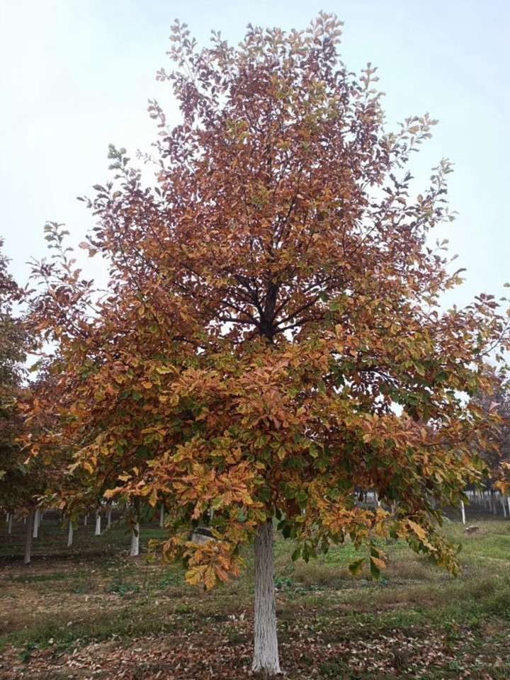 北美紅櫟 北美紅櫟