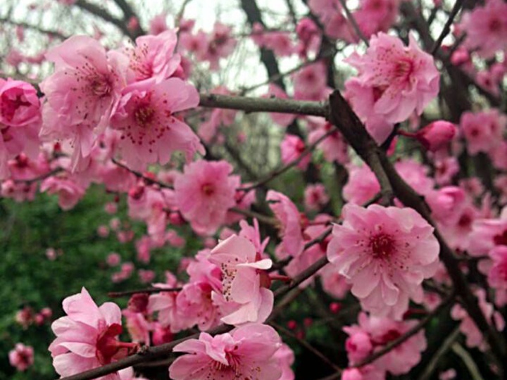 紅葉美人梅 紅葉美人梅