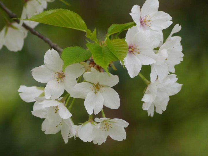 榆葉梅和櫻花的區別(有什么不同) 榆葉梅和櫻花的區別(有什么不同)