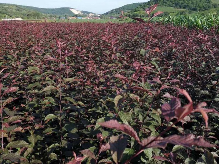 榆葉梅樹苗價格,榆葉梅小苗價格 榆葉梅樹苗價格,榆葉梅小苗價格