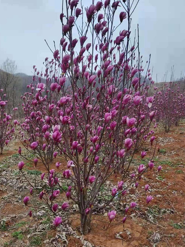 叢生玉蘭 叢生玉蘭