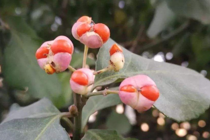 冬青衛矛的種子有毒嗎