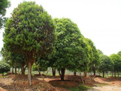 桂花樹苗圃中如何挑選好的樹苗?