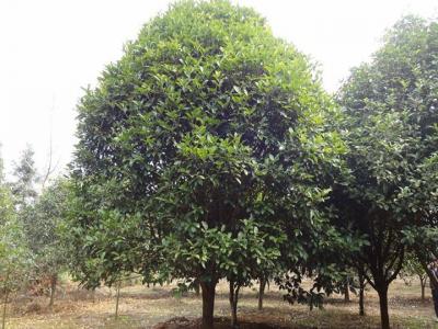 二十公分桂花樹(shù)市場(chǎng)參考價(jià)格是多少？