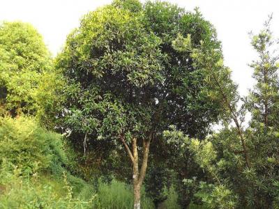 室內(nèi)桂花樹(shù)的養(yǎng)殖方法和注意事項(xiàng)