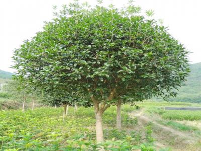 桂花樹(shù)用什么肥料最好？