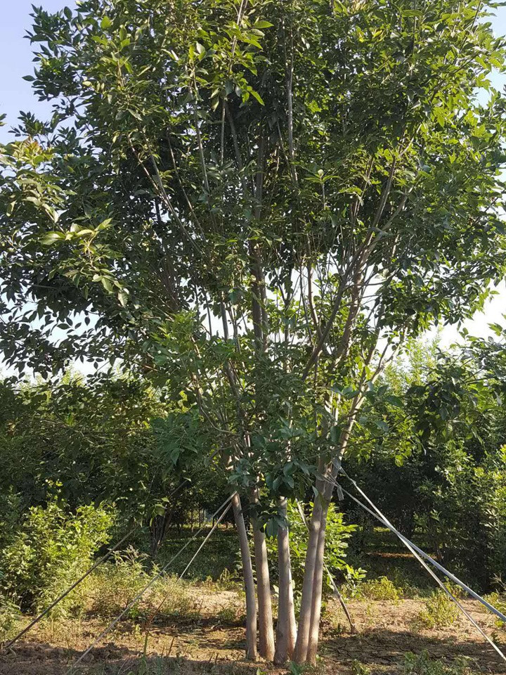 1686455209543086.jpeg a8dbb54d3b149978b56a27b23aa4b653_1660179909923470.jpeg