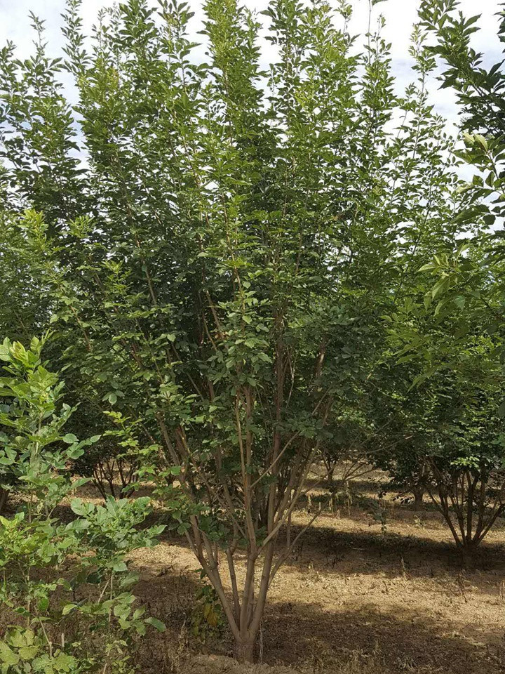 1686455222758920.jpeg 78eb7e1ac905a2acf72e8362b711b278_1660179908923438.jpeg