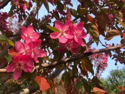 北美海棠什么時(shí)候嫁接