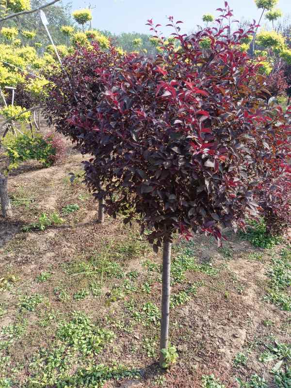 1731911436231249.jpg IMG_20220929_092728.jpg