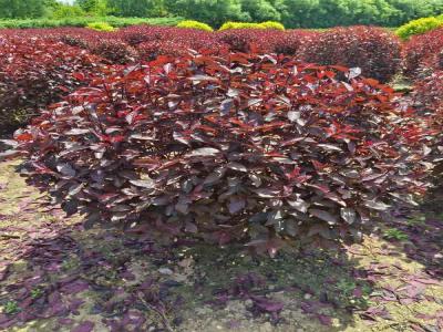 紅葉李球在生長過程中有哪些常見的病蟲害(雄縣免費苗木報價)