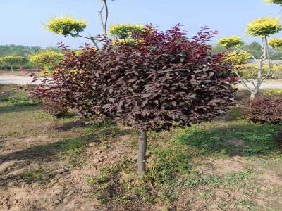 紅葉李球移栽技巧與養護策略(安新免費苗木報價)