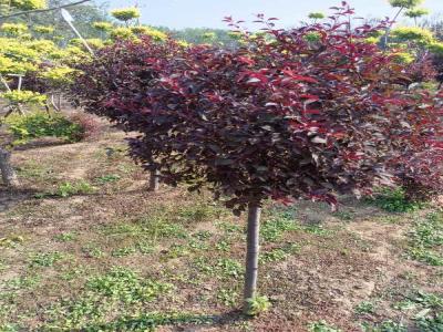 紅葉李球：小區造景綠化的優選樹種(井陘免費苗木報價)