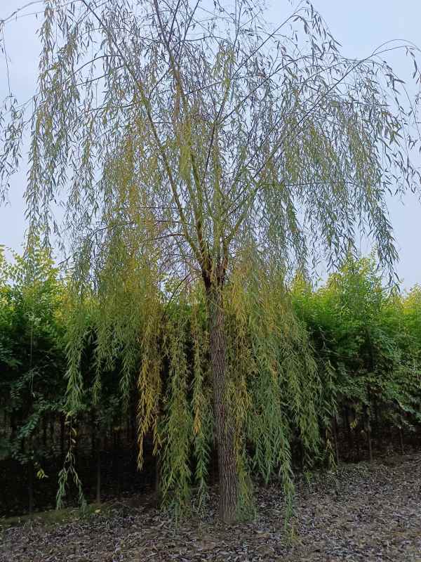 1733124872952088.jpg IMG_20211101_094625.jpg