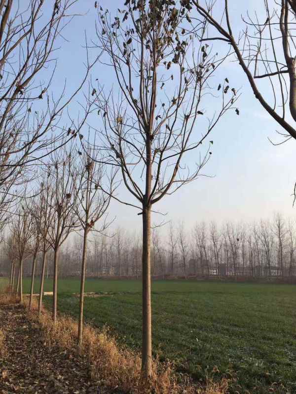 1733641356750186.jpg mmexport1577166122347.jpg