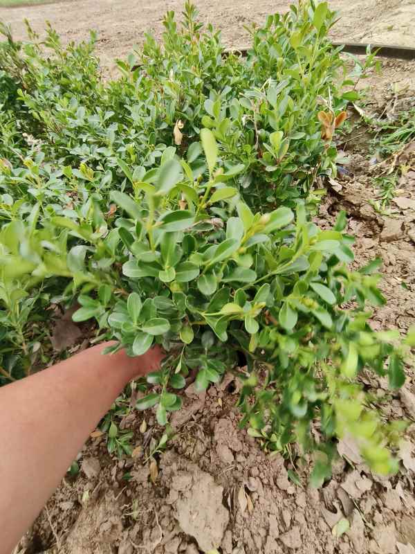 1734420642561432.jpg IMG_20230529_174642.jpg