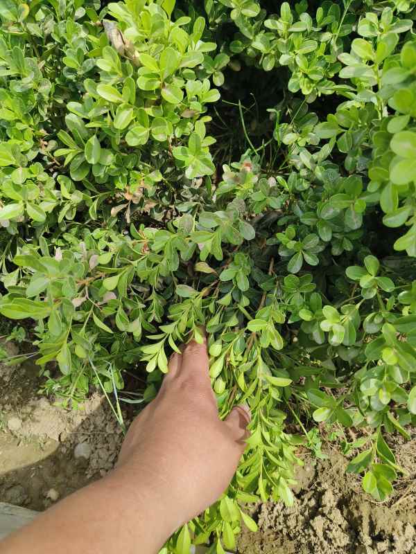 1734420821710648.jpg IMG_20230523_144021.jpg