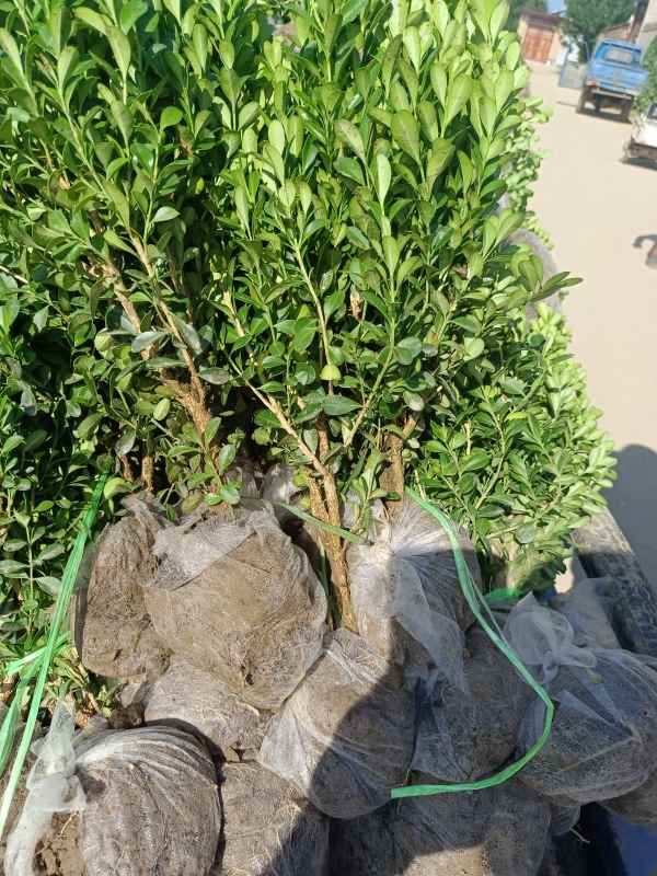 1734422649821916.jpg IMG_20220811_085732.jpg