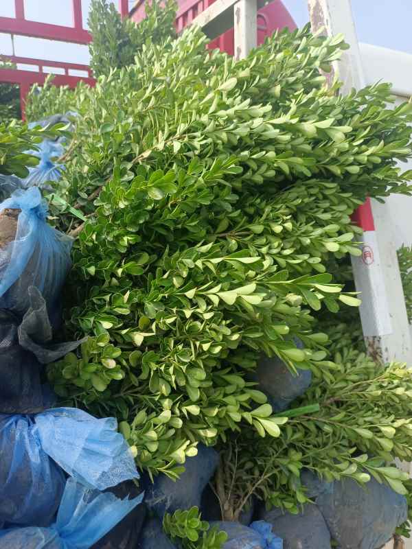 1734422749590025.jpg IMG_20220806_095734.jpg