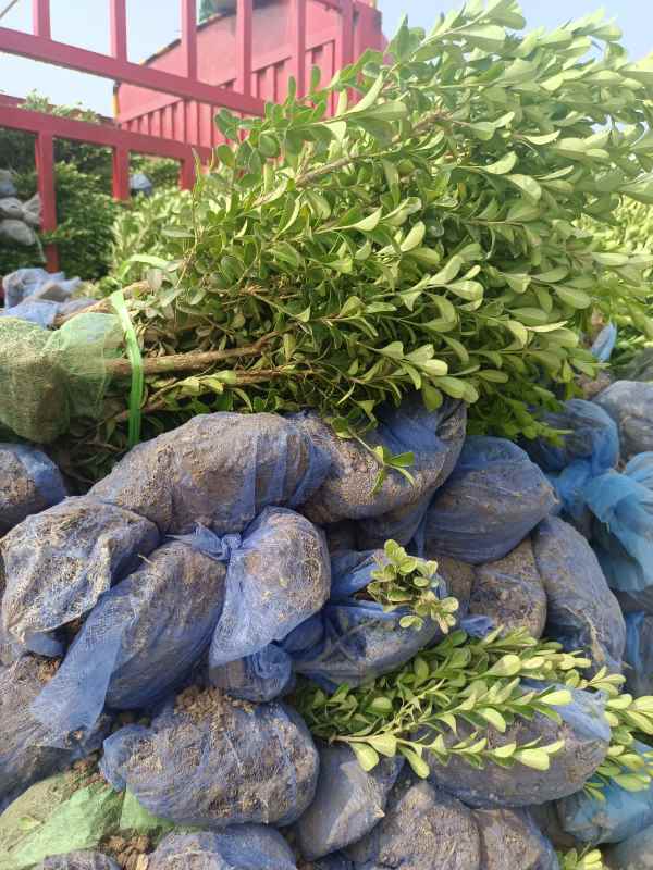 1734422865753980.jpg IMG_20220806_095720.jpg