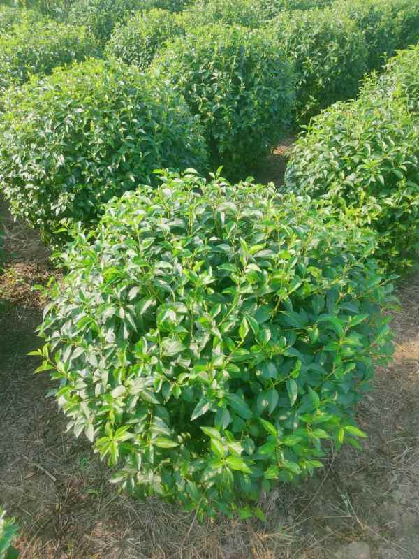 1734571143882524.jpg mmexport1635226951502.jpg