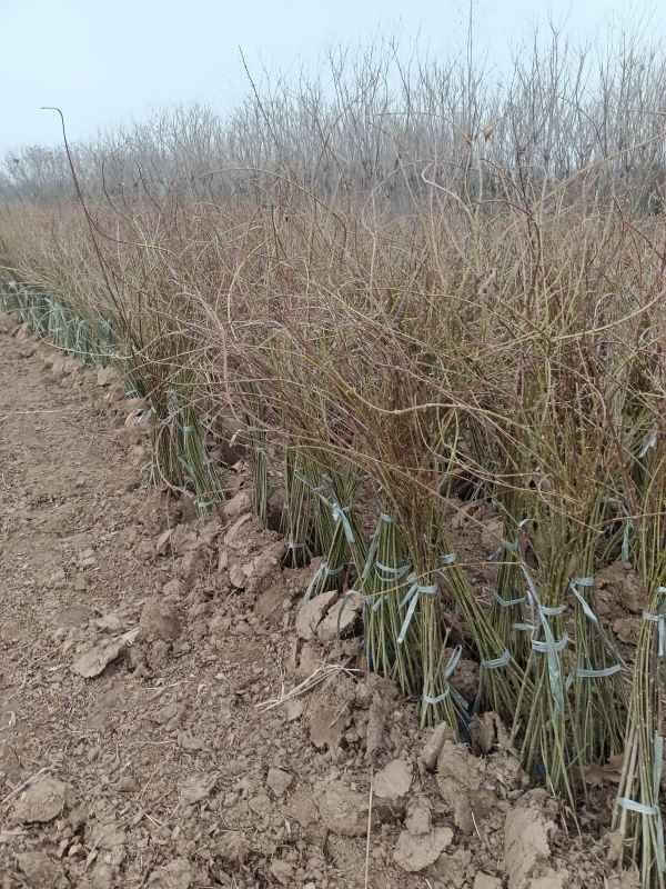 1734571377221599.jpg IMG_20220318_123207.jpg