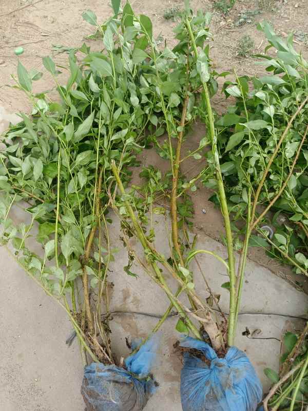 1734571513991664.jpg IMG_20220609_151834.jpg