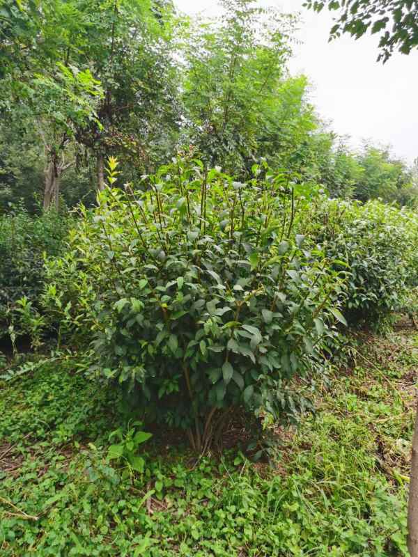 1734571868299713.jpg mmexport1635226932212.jpg