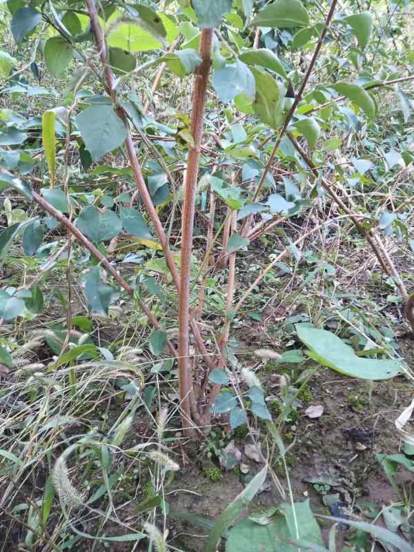 1734572470935961.jpg mmexport1635226684939.jpg